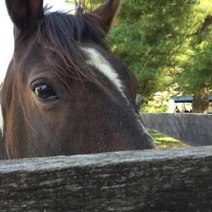 Meet your Posher, Nancy